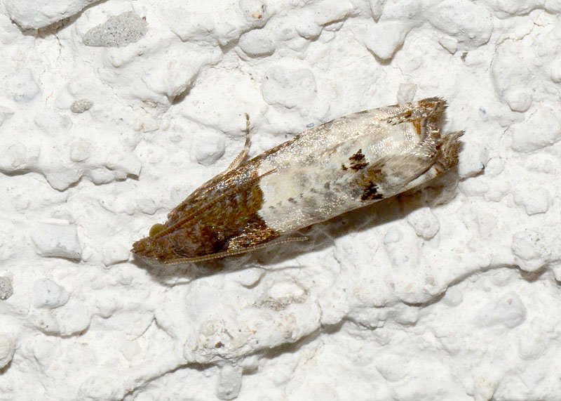 Altro eterocero da det. Notocelia roborana - Tortricidae